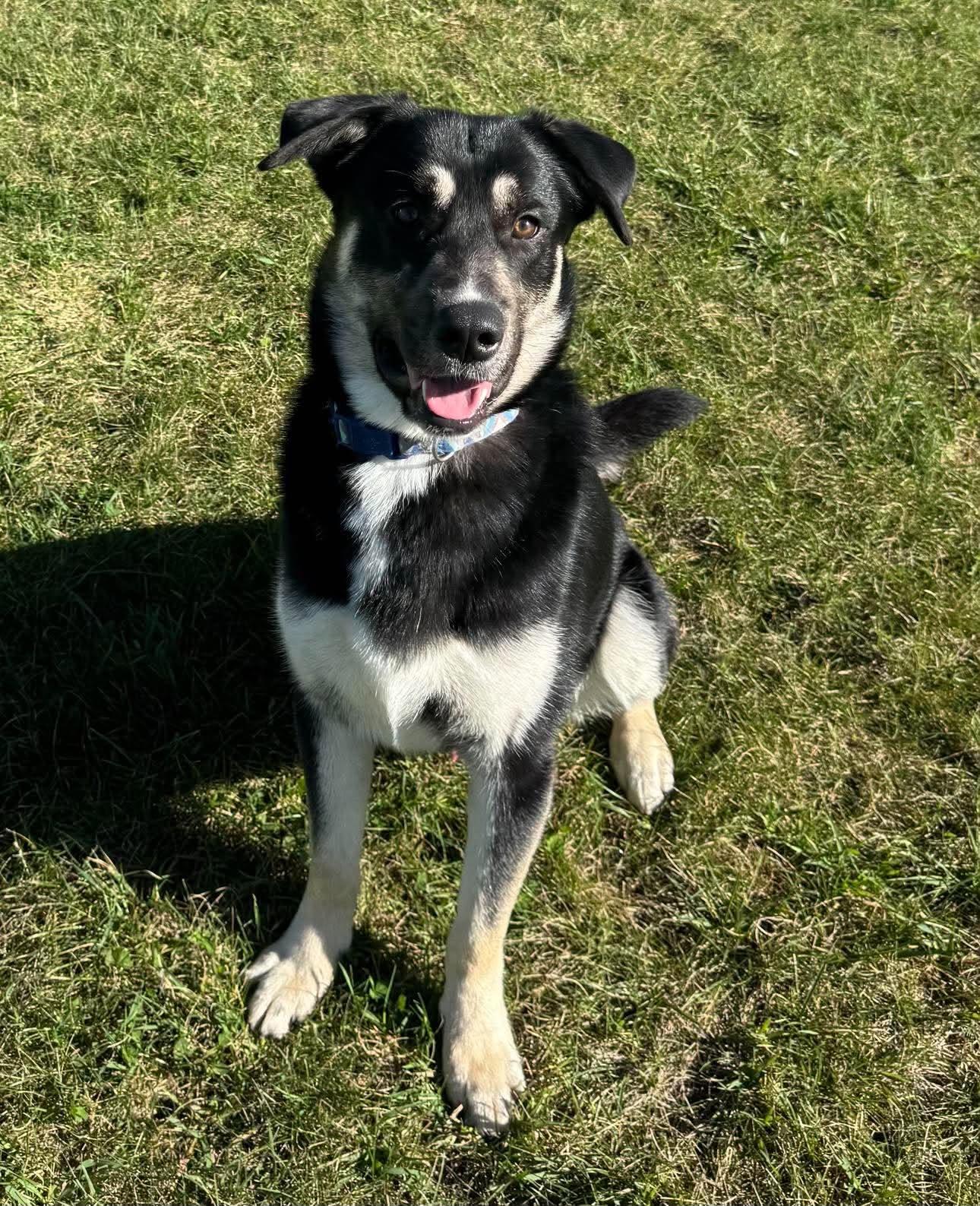 Enlarge Thomas, a Adoptable mixed breed in Alexandria, MN image 1/3