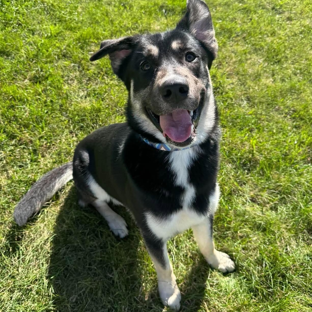 Enlarge Thomas, a Adoptable mixed breed in Alexandria, MN image 2/3