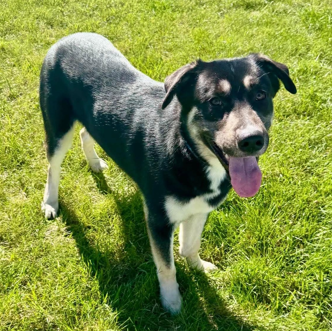 Enlarge Thomas, a Adoptable mixed breed in Alexandria, MN image 3/3