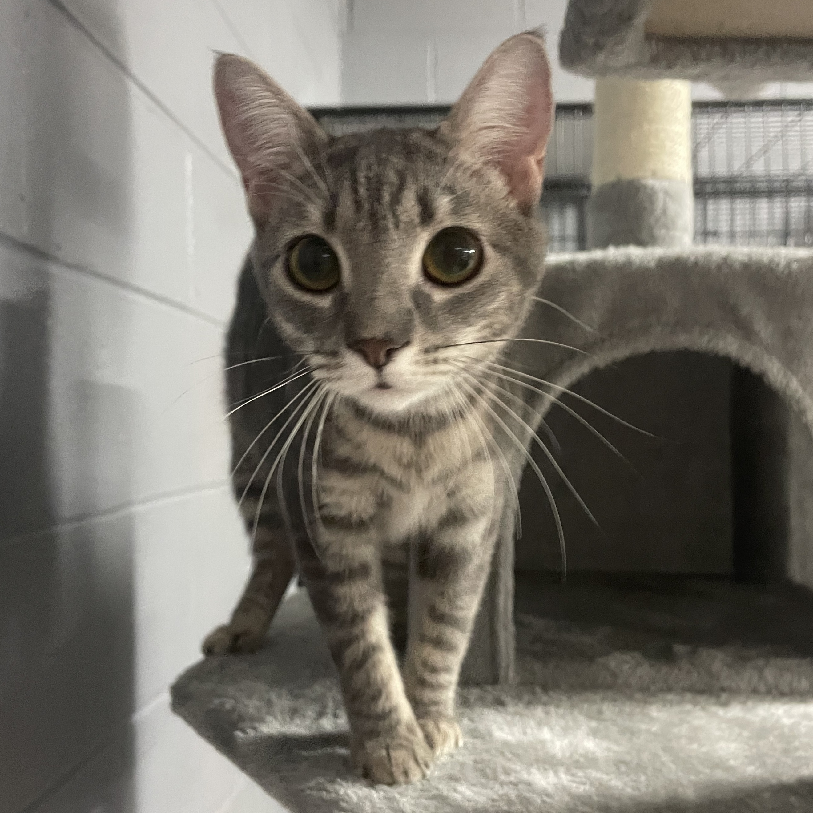 Enlarge Elsa , a Adoptable Domestic Medium Hair in Emporia, VA image 1/1