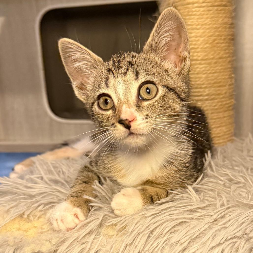 Bernadette, Adoptable, Kitten Female Domestic Short Hair.