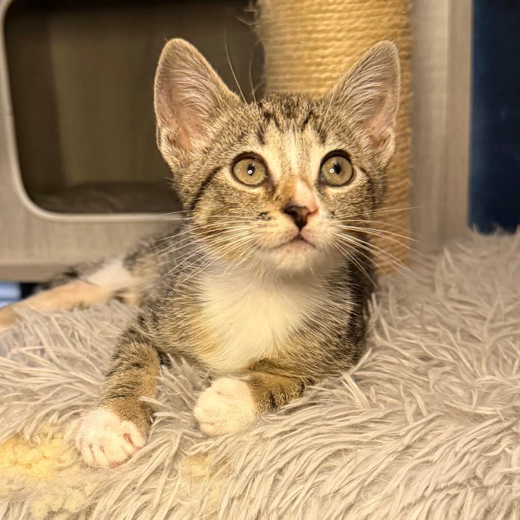 Bernadette, a Adoptable Domestic Short Hair in Jupiter, FL image 2/6