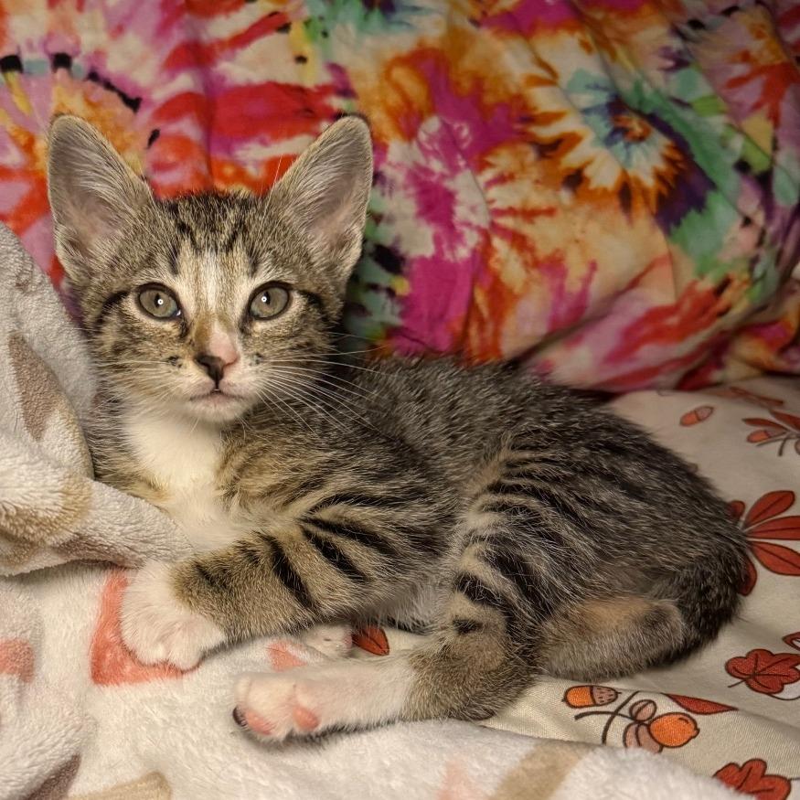 Bernadette, a Adoptable Domestic Short Hair in Jupiter, FL image 3/6