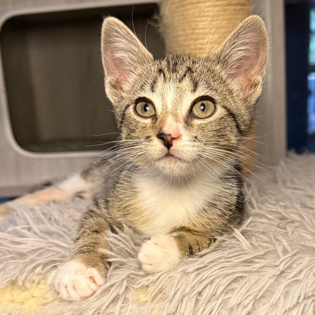 Bernadette, a Adoptable Domestic Short Hair in Jupiter, FL image 4/6