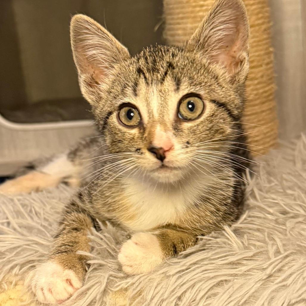 Bernadette, a Adoptable Domestic Short Hair in Jupiter, FL image 5/6