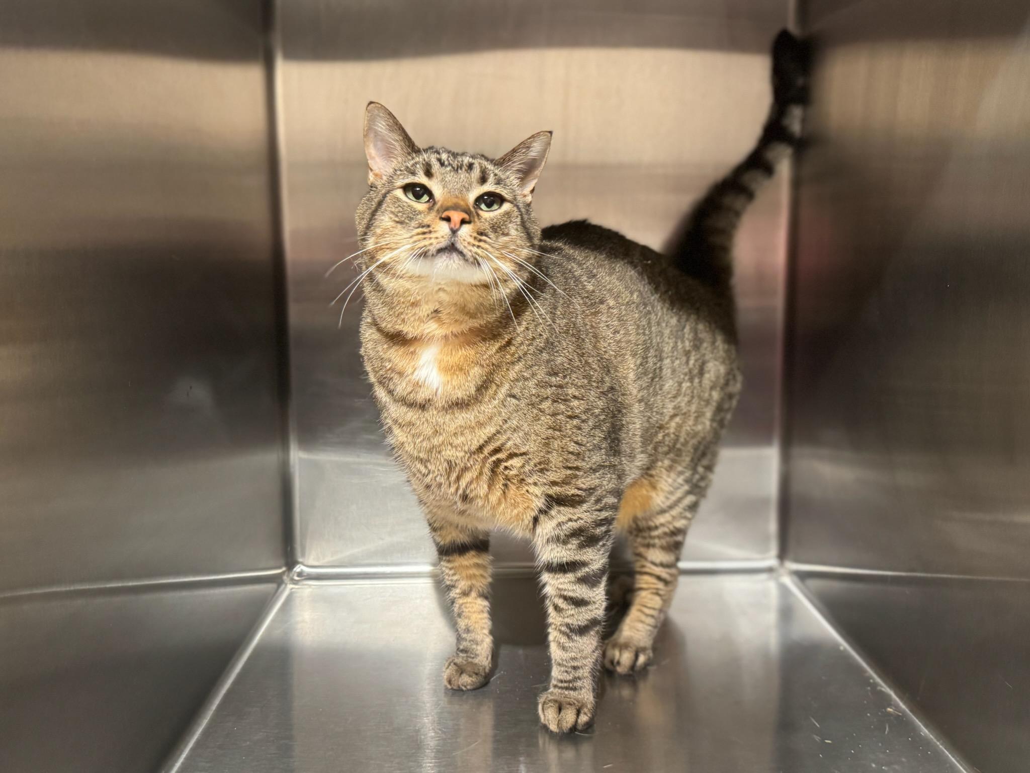 Charlie, an adoptable American Shorthair in Pueblo, CO, 81005 | Photo Image 1