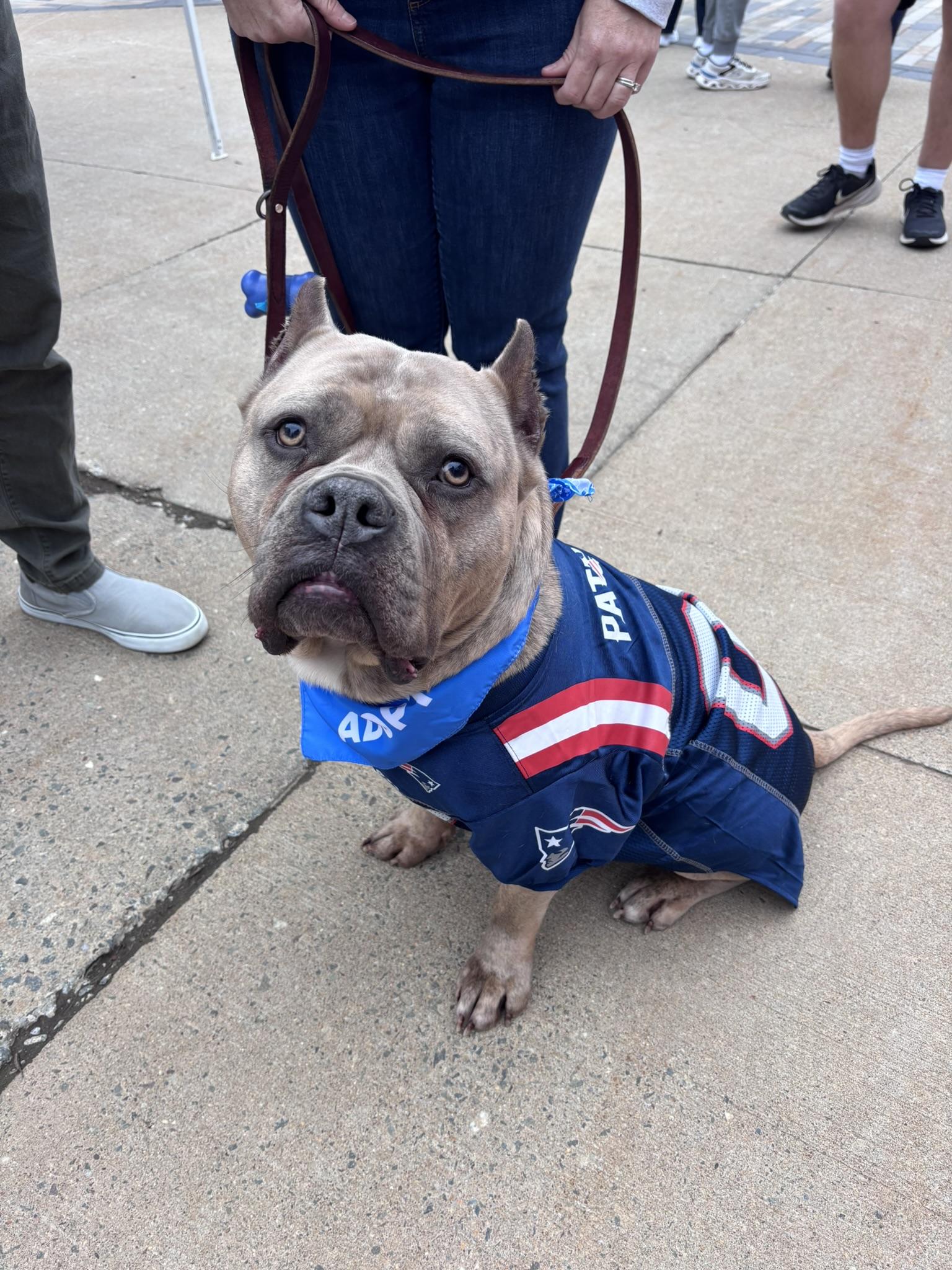 Espresso, Adoptable, Adult Male Staffordshire Bull Terrier.
