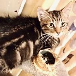 Quartz Domestic Short Hair Cat
