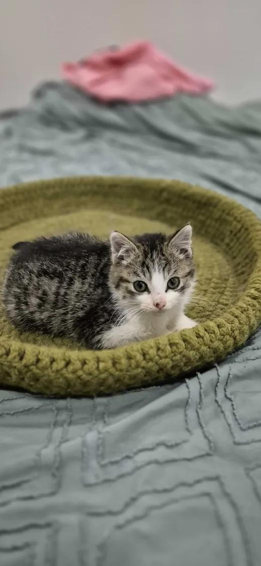 Enlarge Oliver & Jasper, a ADOPTABLE Domestic Short Hair in Florham Park, NJ image 3/6