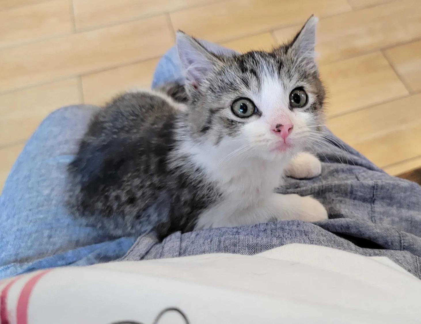 Oliver & Jasper, ADOPTABLE, Kitten Male Domestic Short Hair.