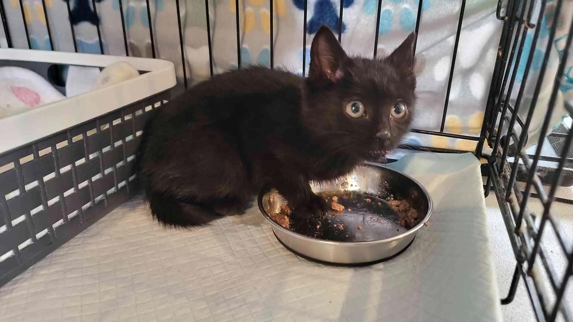 Enlarge Oliver & Jasper, a ADOPTABLE Domestic Short Hair in Florham Park, NJ image 4/6