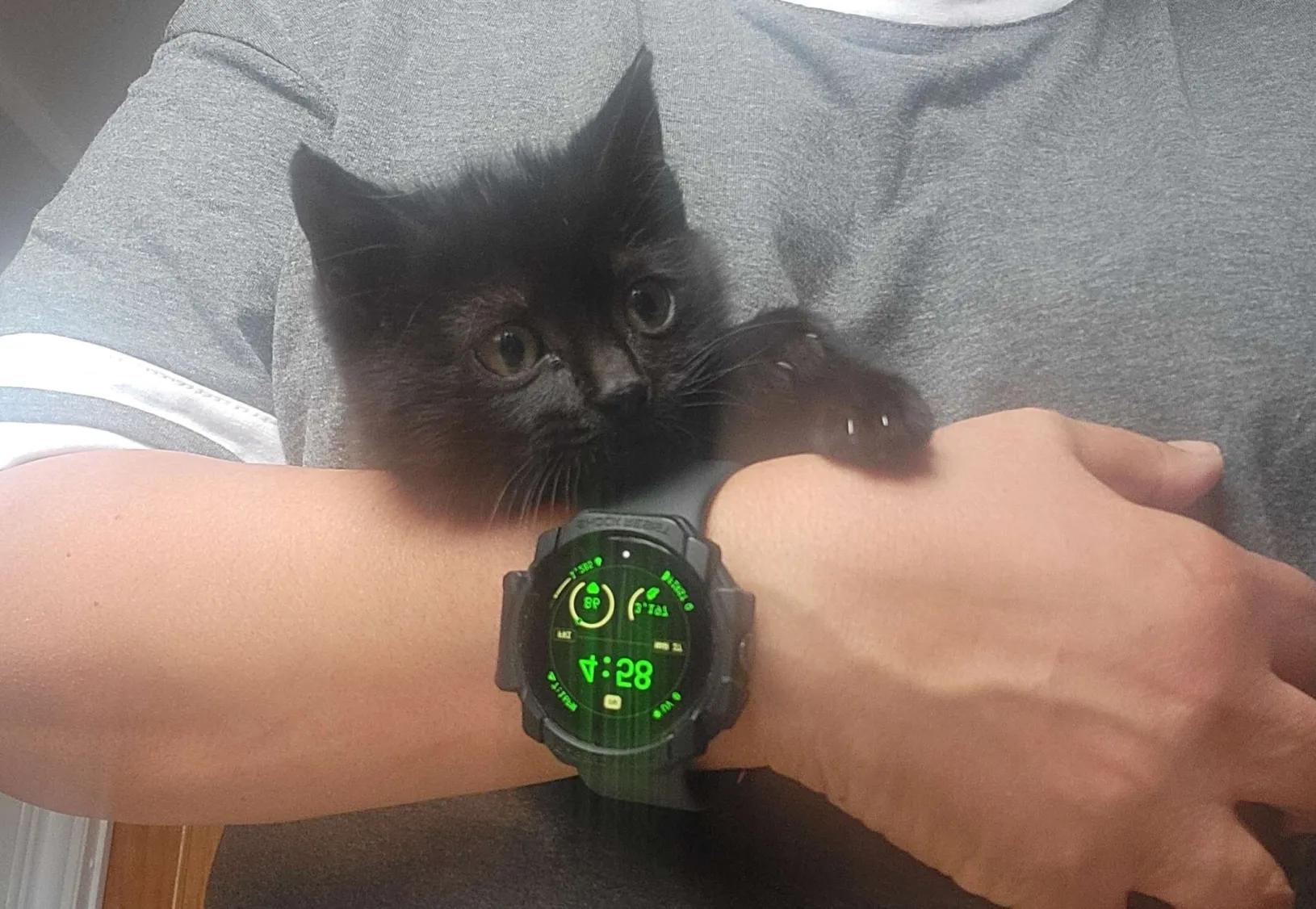 Enlarge Oliver & Jasper, a ADOPTABLE Domestic Short Hair in Florham Park, NJ image 2/6