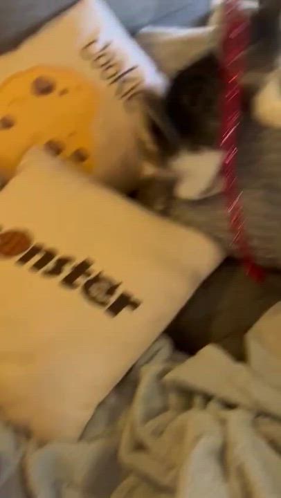 Enlarge Oliver & Jasper, a ADOPTABLE Domestic Short Hair in Florham Park, NJ video 6/6