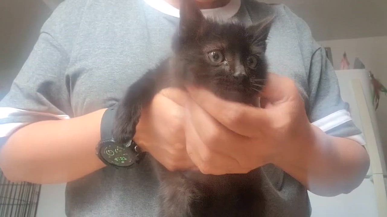 Enlarge Oliver & Jasper, a ADOPTABLE Domestic Short Hair in Florham Park, NJ video 5/6