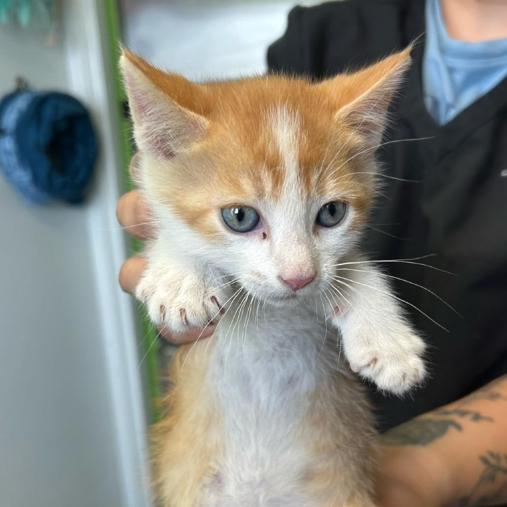 Enlarge Bugs Bunny, a Adoptable Domestic Short Hair in Emporia, KS image 1/1