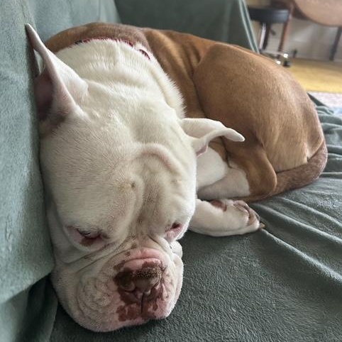 Noah, Adoptable, Young Male American Bulldog.