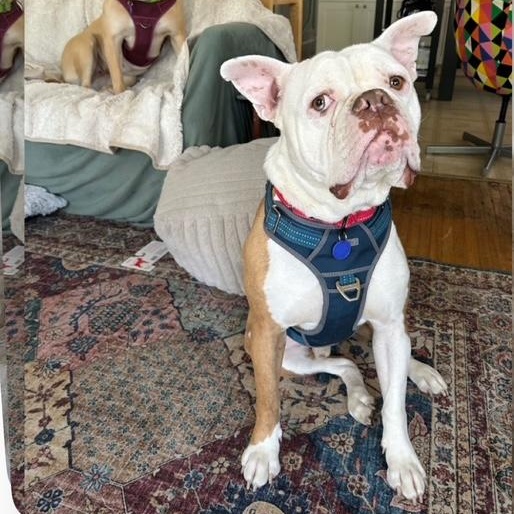 Noah, a Adoptable mixed breed in Tarzana, CA image 2/6