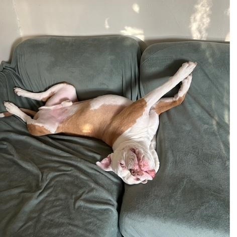 Noah, a Adoptable mixed breed in Tarzana, CA image 3/6