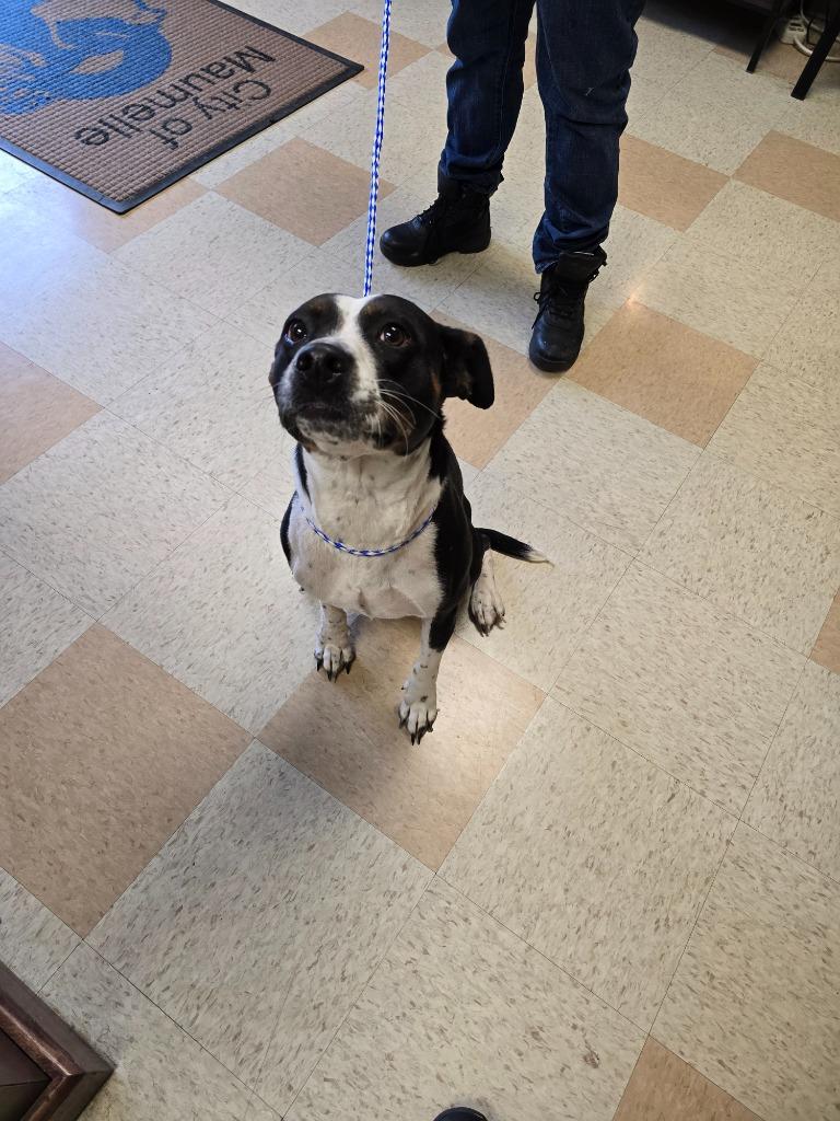 Cynthia (Lulu), Adoptable, Adult Female Cattle Dog.