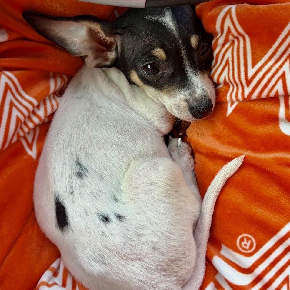 Enlarge Flaps, a Adoptable Rat Terrier in Helena, AL image 2/4