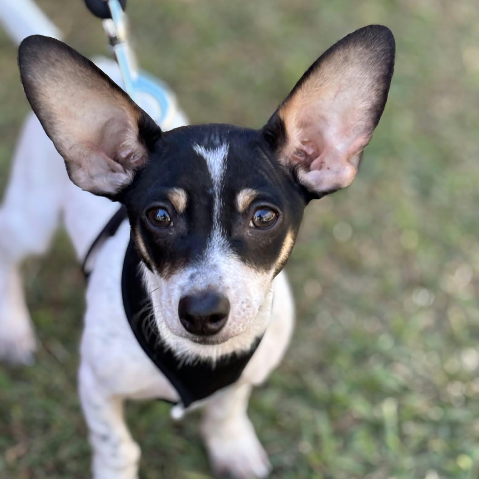 Flaps, Adoptable, Puppy Male Rat Terrier.