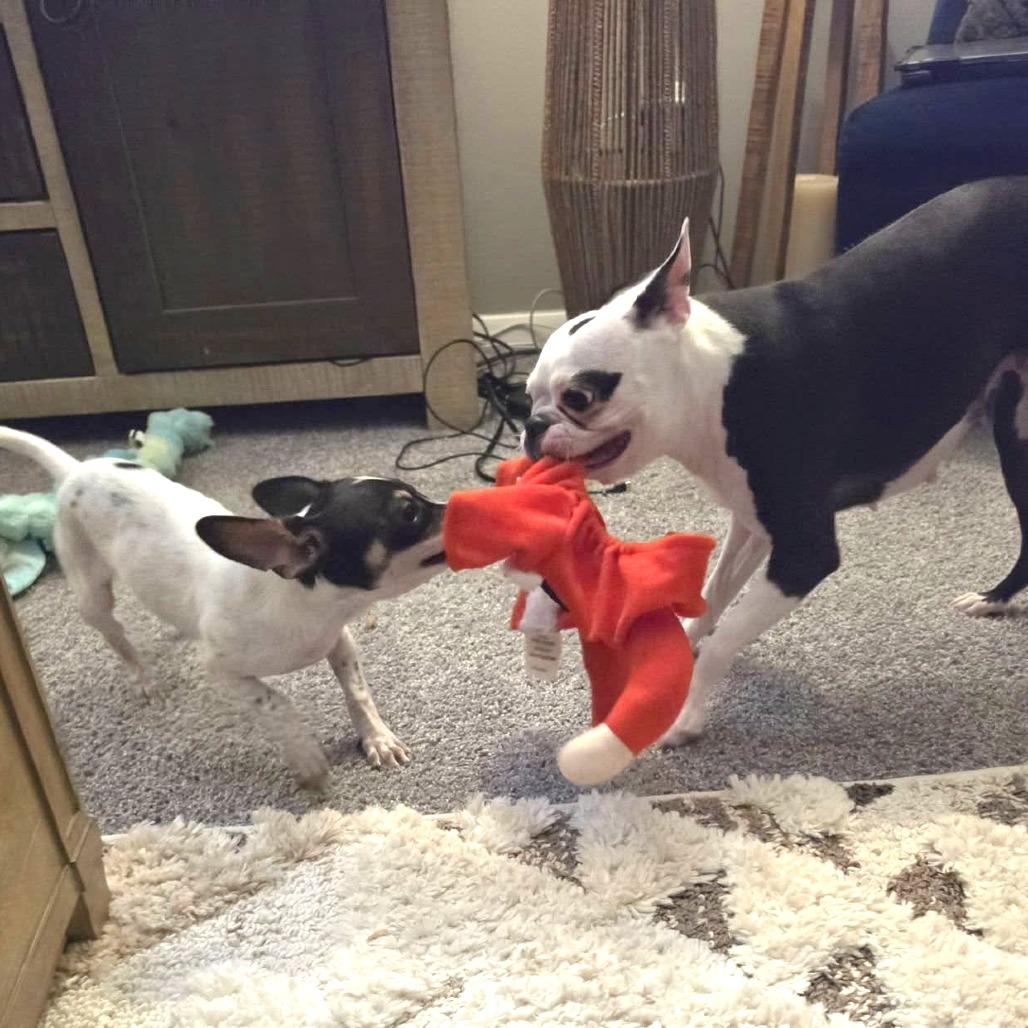 Enlarge Flaps, a Adoptable Rat Terrier in Helena, AL image 3/4