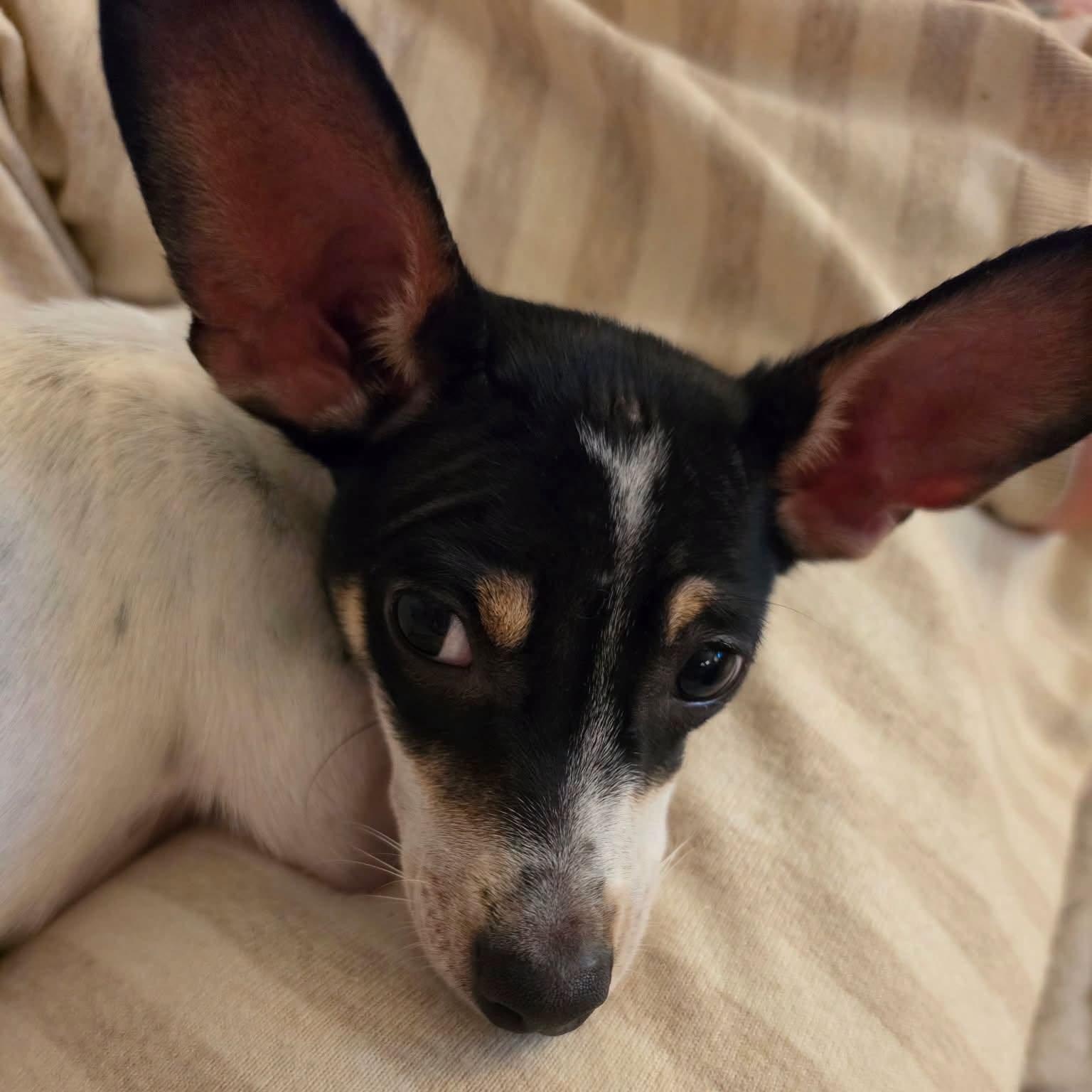 Enlarge Flaps, a Adoptable Rat Terrier in Helena, AL image 4/4