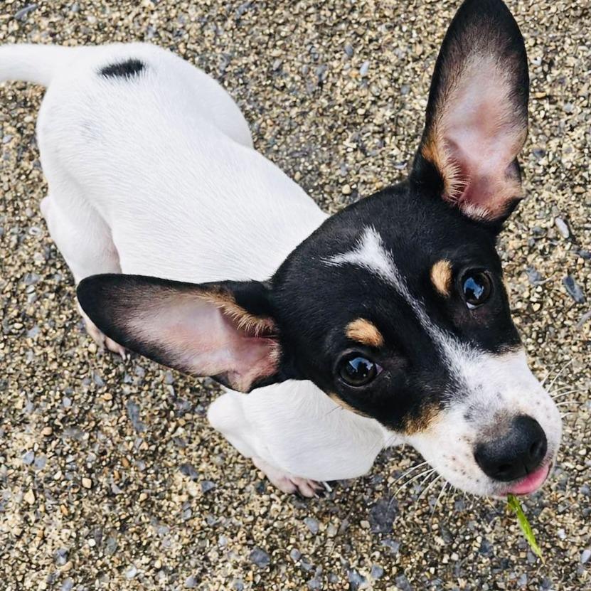 Flaps, Adoptable, Puppy Male Rat Terrier.