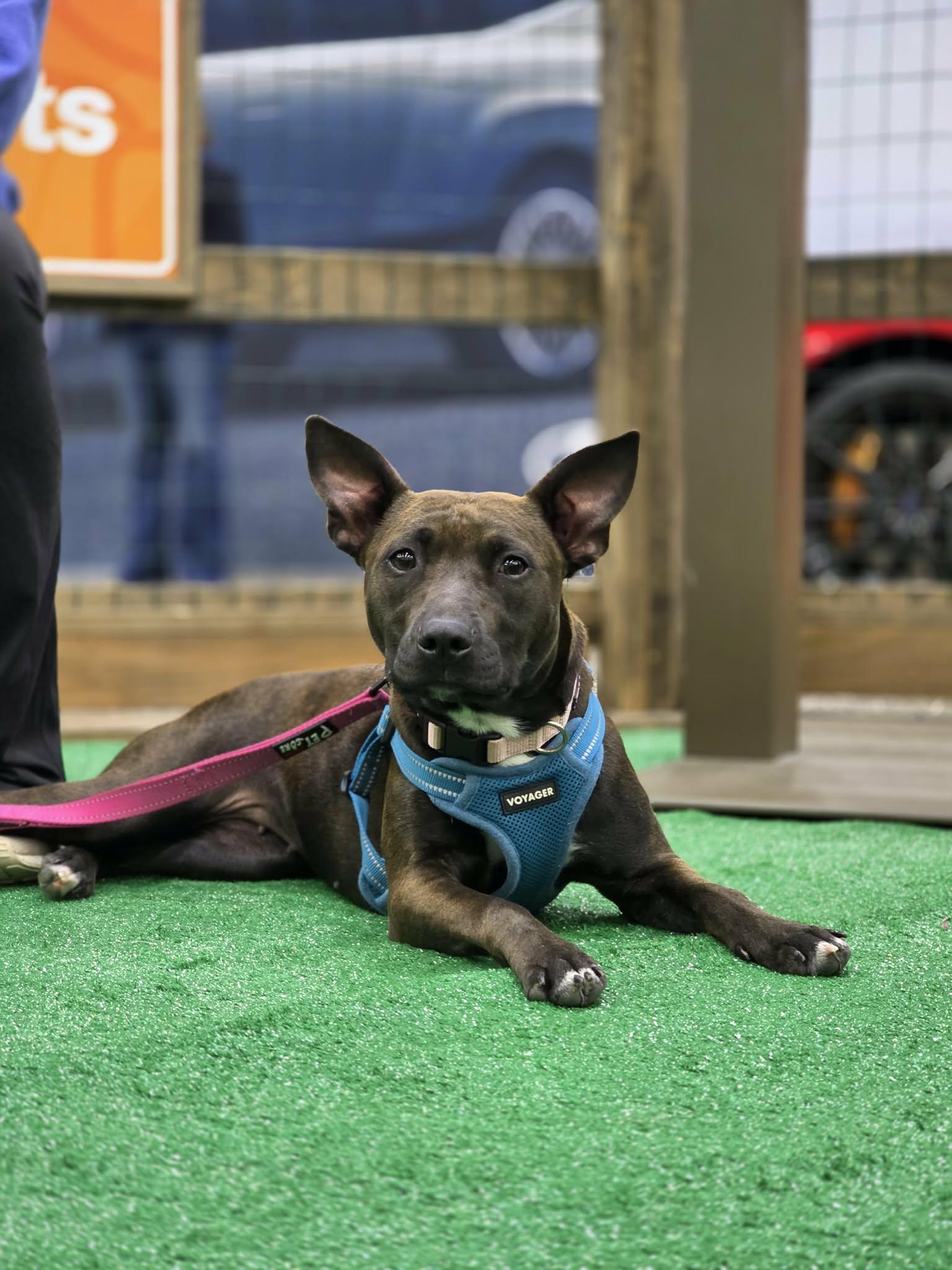 Vera, Adopted, Young Female Pit Bull Terrier.