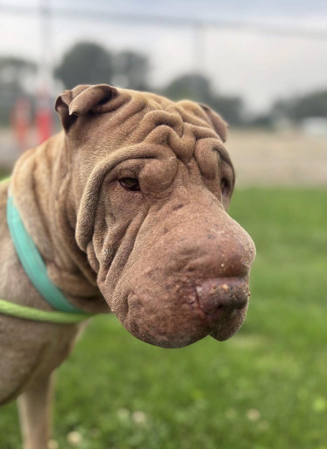Enlarge Ginger *special needs*, a Adoptable Shar-Pei in Idaho Falls, ID image 1/2