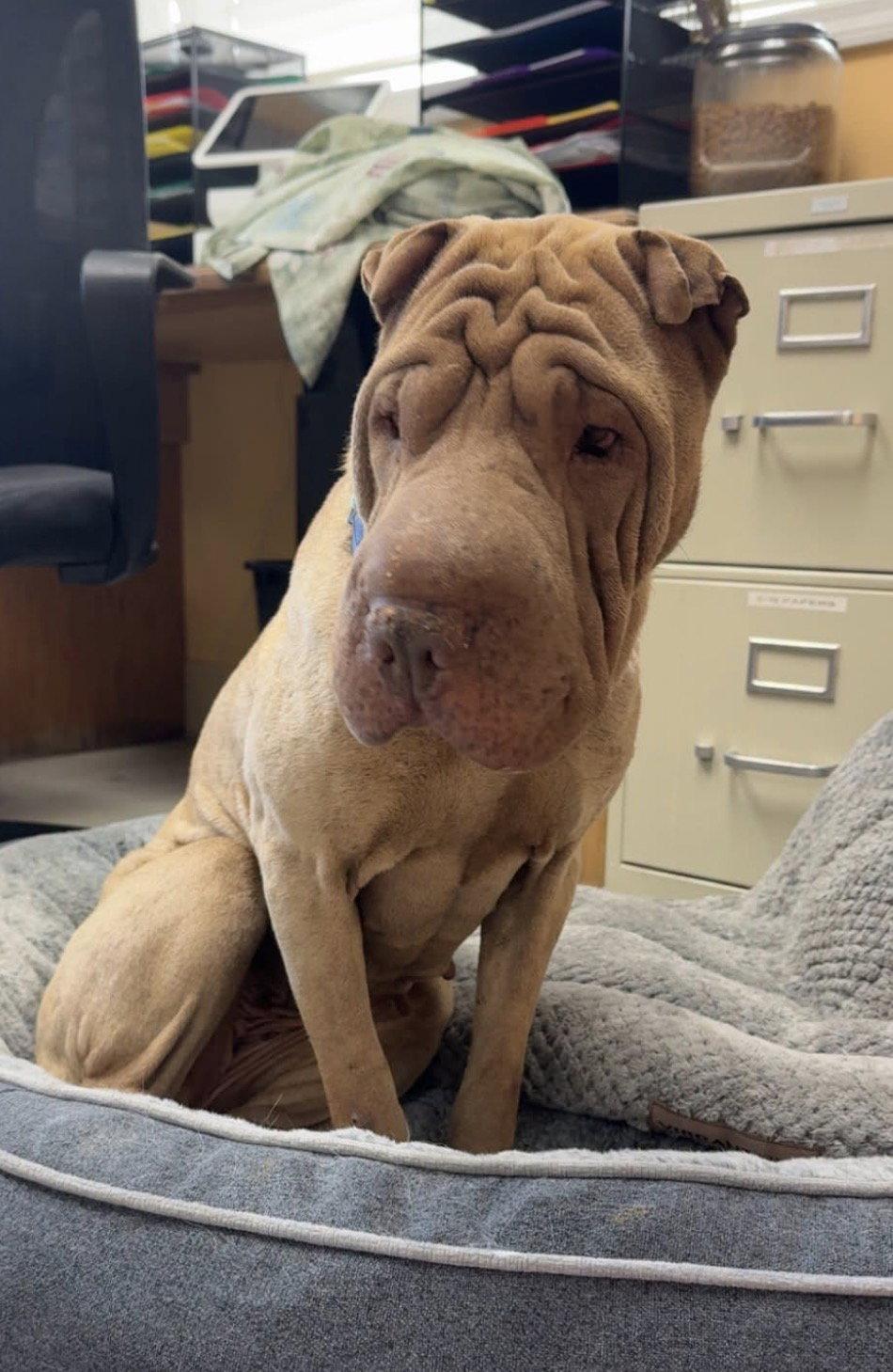 Enlarge Ginger *special needs*, a Adoptable Shar-Pei in Idaho Falls, ID image 2/2
