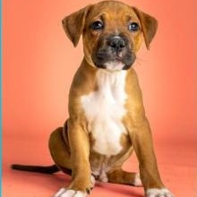 Enlarge Stanley, an adopted mixed breed in Stamford, CT image 1/1