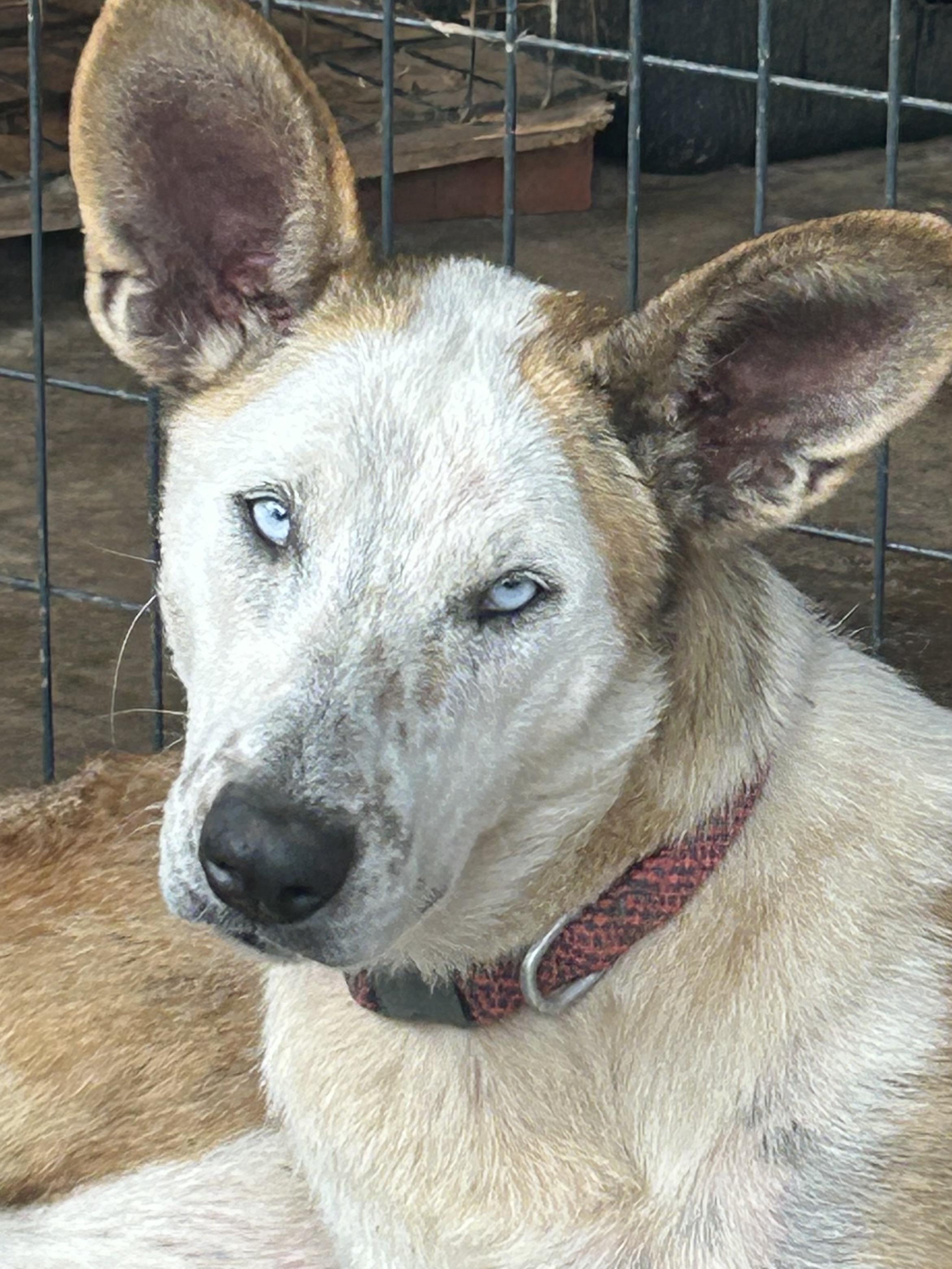 Enlarge Violet, a Adoptable mixed breed in Washington, PA image 2/6