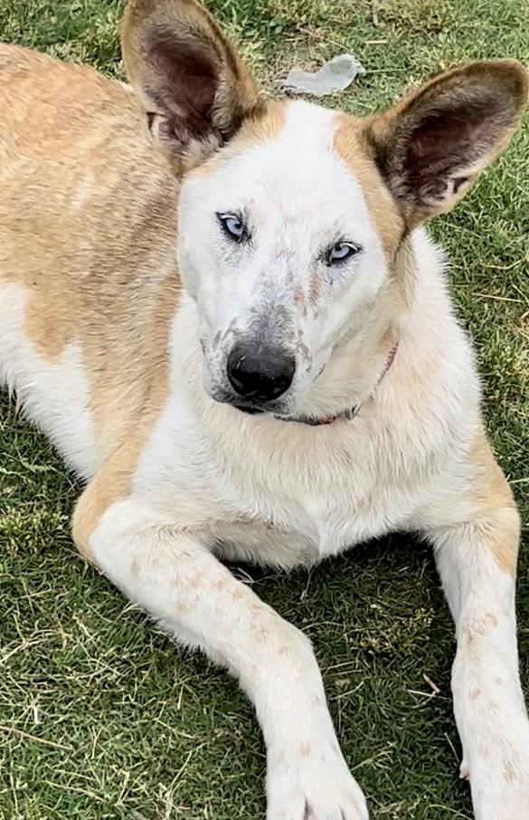 Enlarge Violet, a Adoptable mixed breed in Washington, PA image 1/6