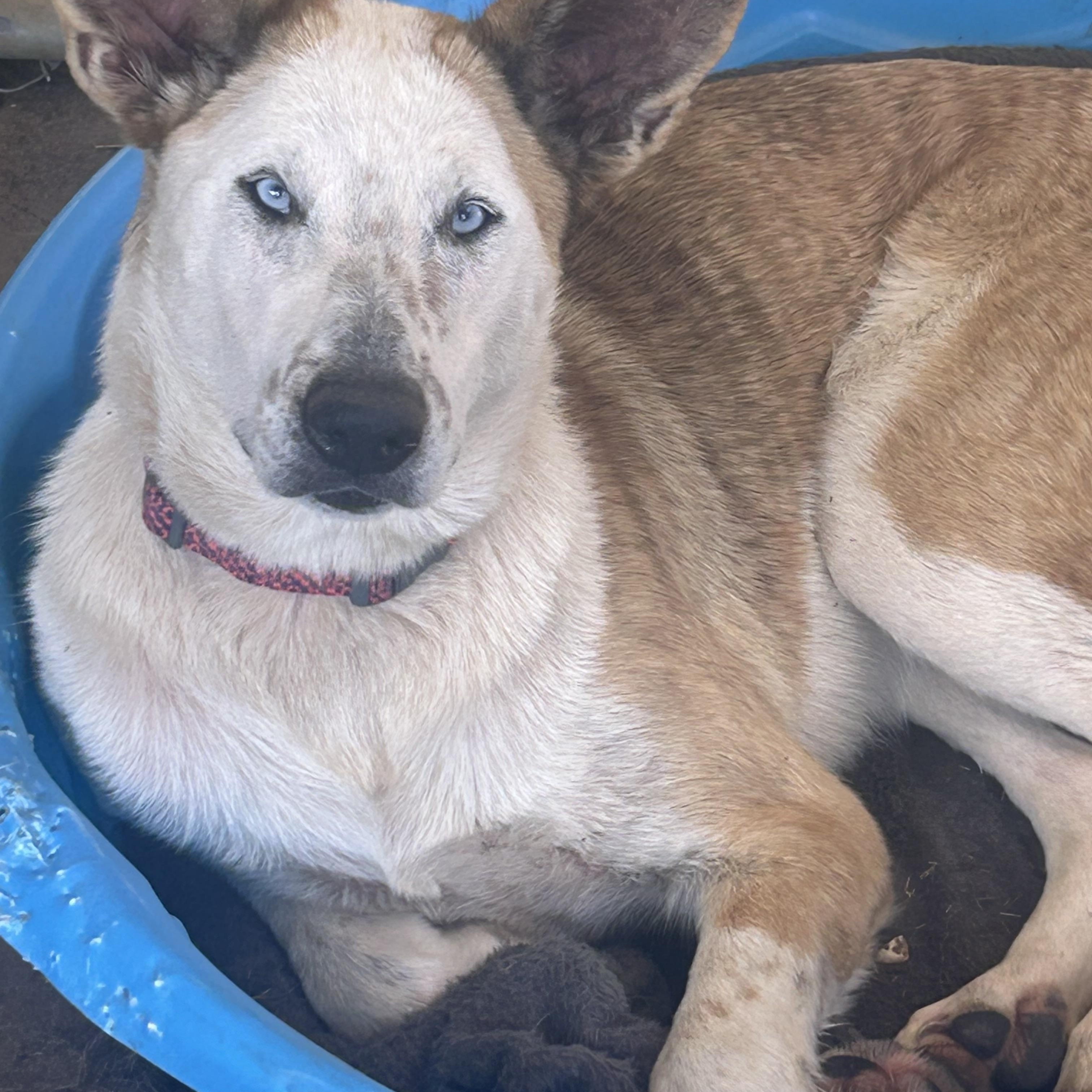 Enlarge Violet, a Adoptable mixed breed in Washington, PA image 3/6