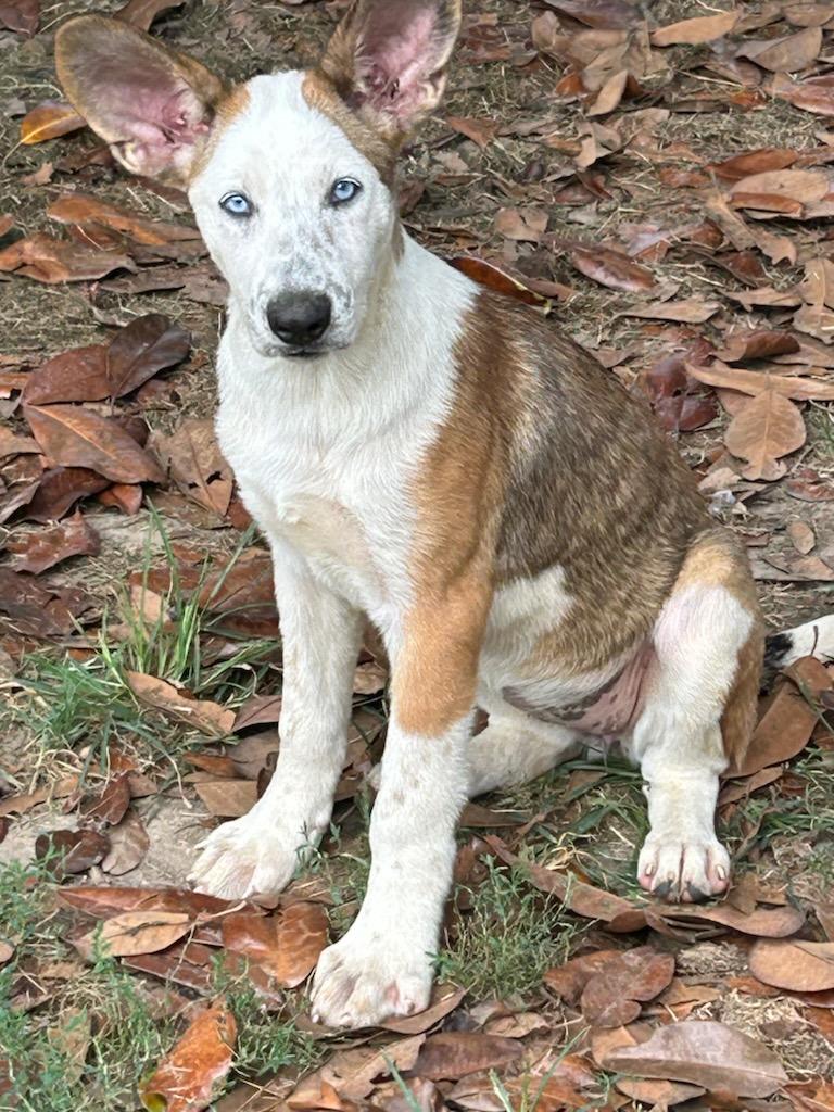 Violet, a Adoptable mixed breed image 3/5