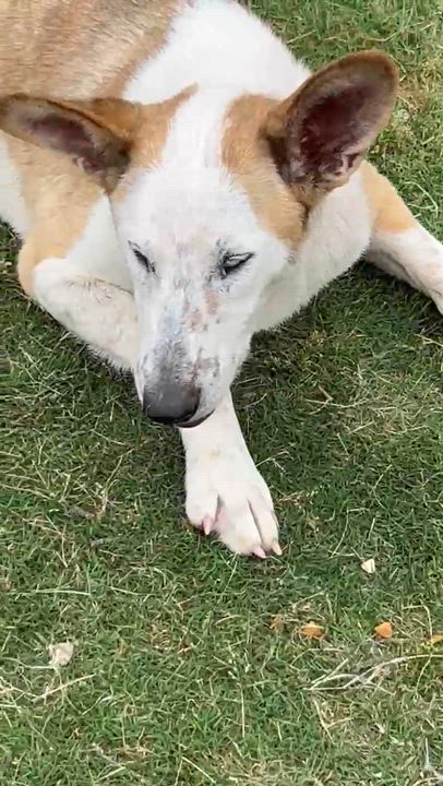 Enlarge Violet, a Adoptable mixed breed in Washington, PA video 6/6