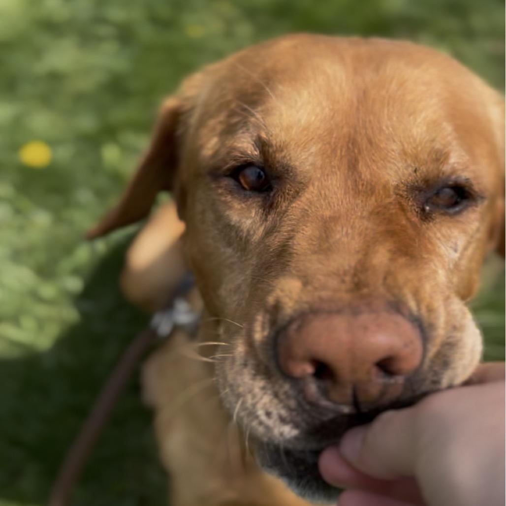 Enlarge Conrad, a Adoptable mixed breed in Marysville, OH image 1/4