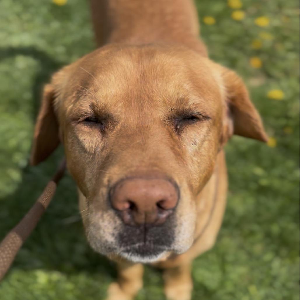 Enlarge Conrad, a Adoptable mixed breed in Marysville, OH image 2/4