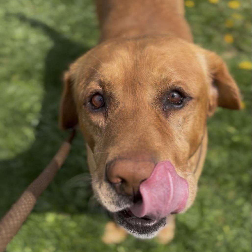 Enlarge Conrad, a Adoptable mixed breed in Marysville, OH image 3/4