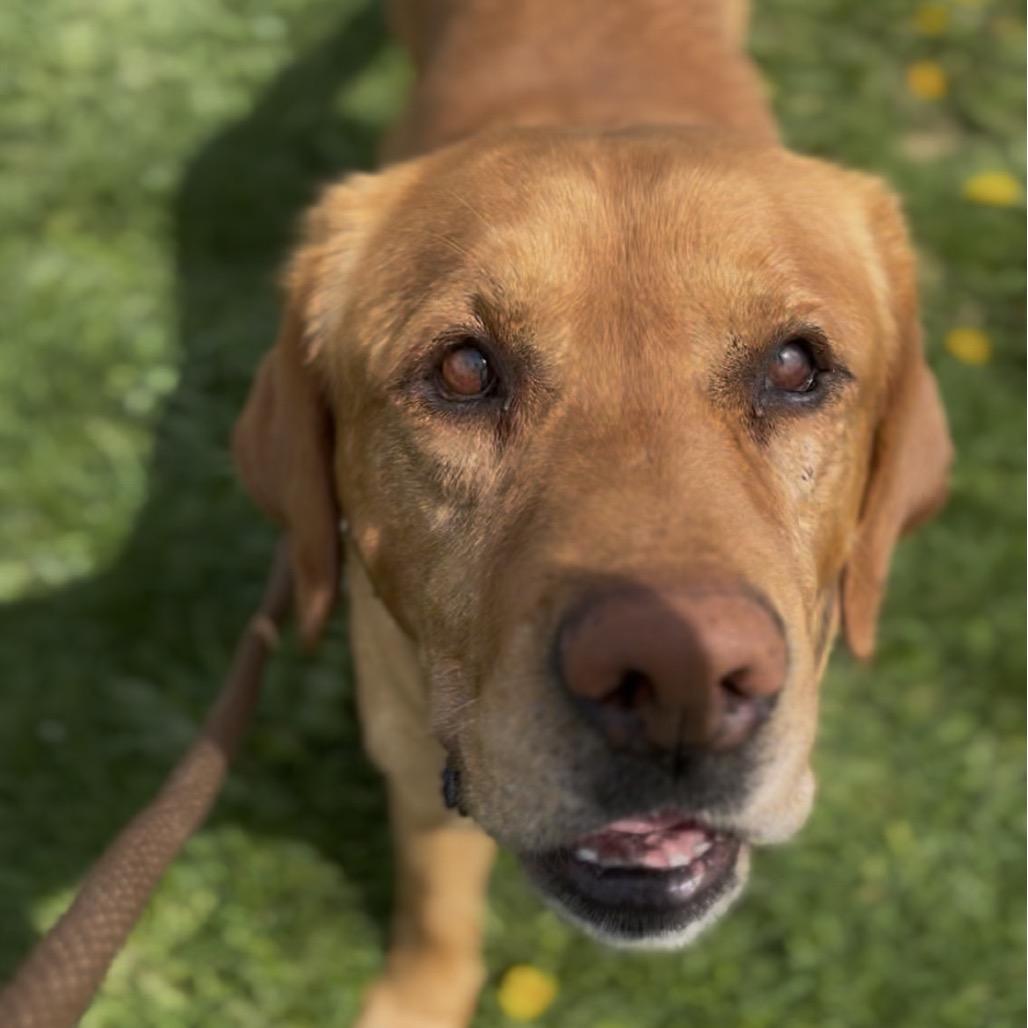 Enlarge Conrad, a Adoptable mixed breed in Marysville, OH image 4/4