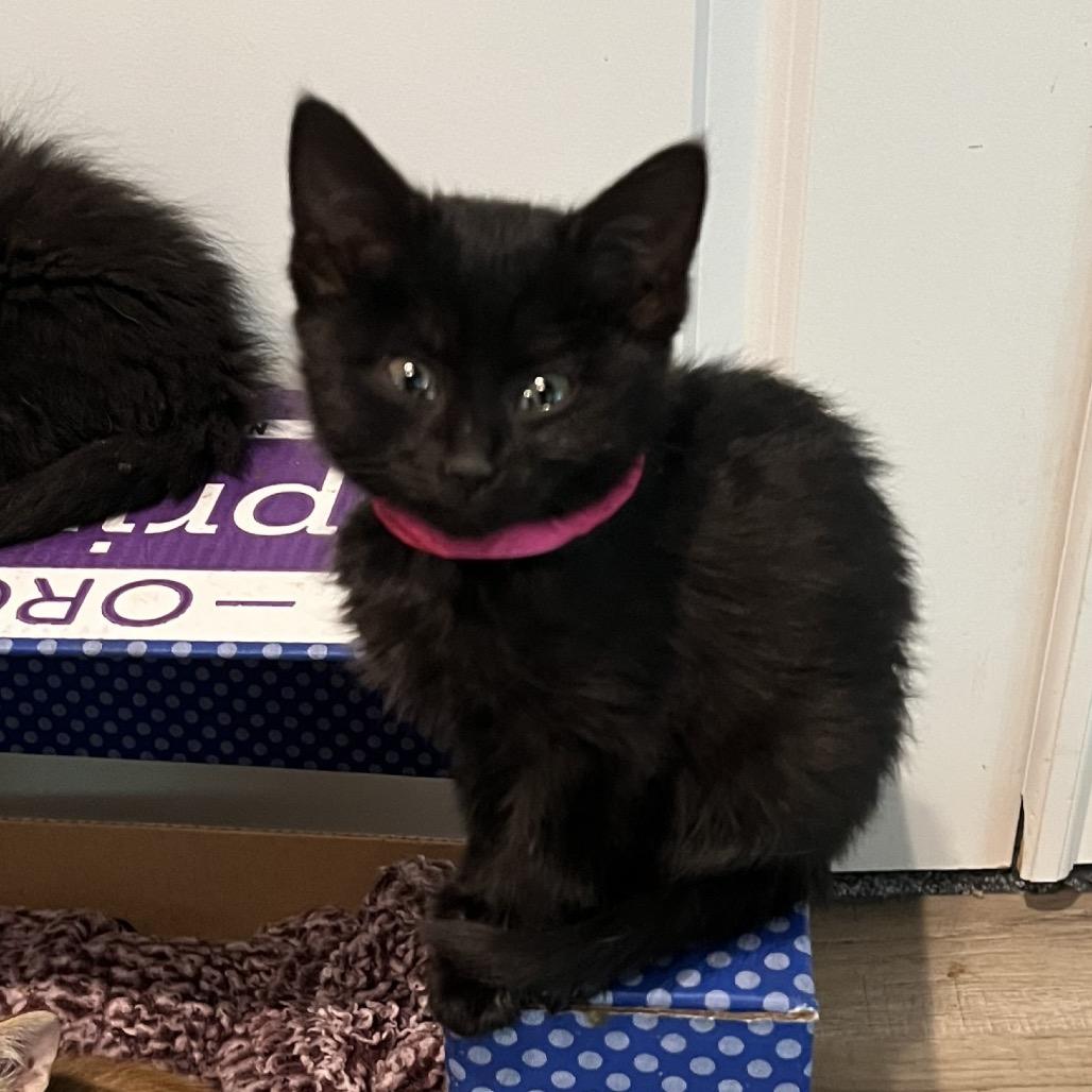 Okoye, Adoptable, Kitten Female Domestic Short Hair.