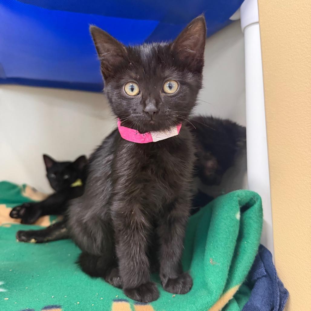 Okoye, a Adoptable Domestic Short Hair in Spanish Fork, UT image 2/2