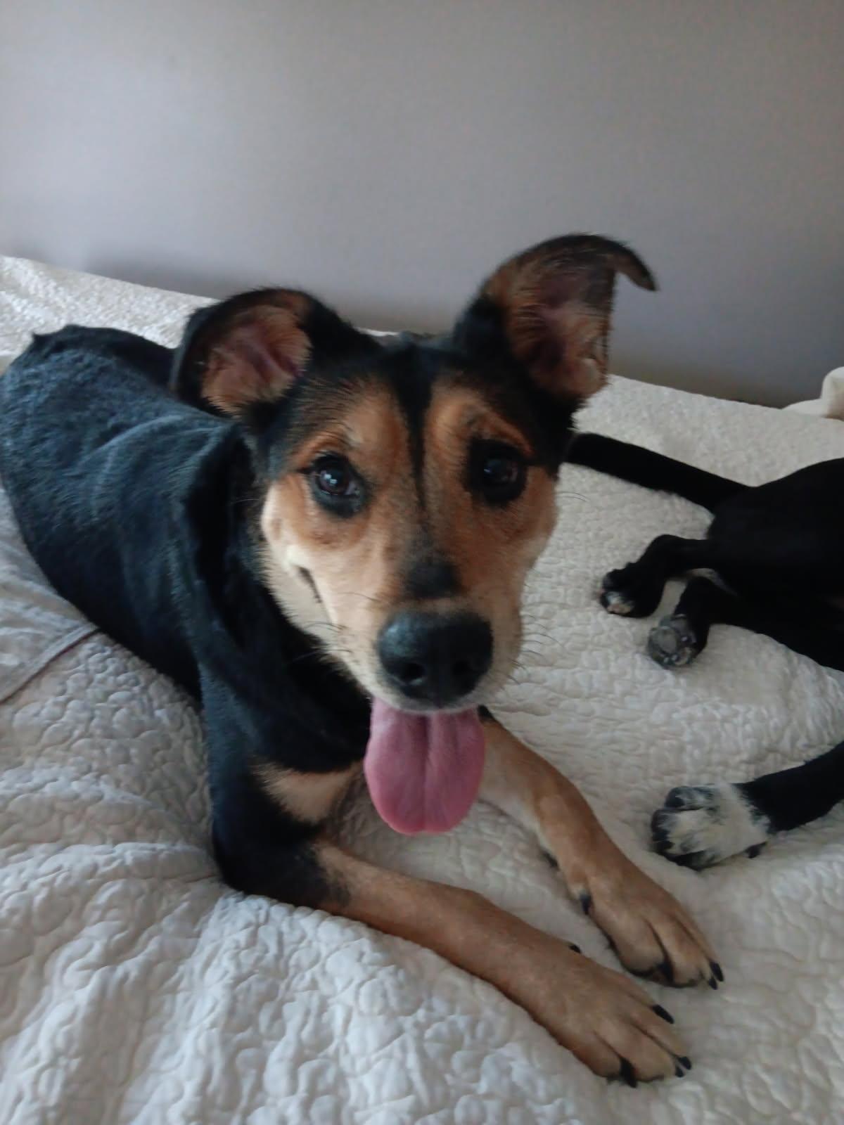 Harley, adopted, Young Female German Shepherd Dog.
