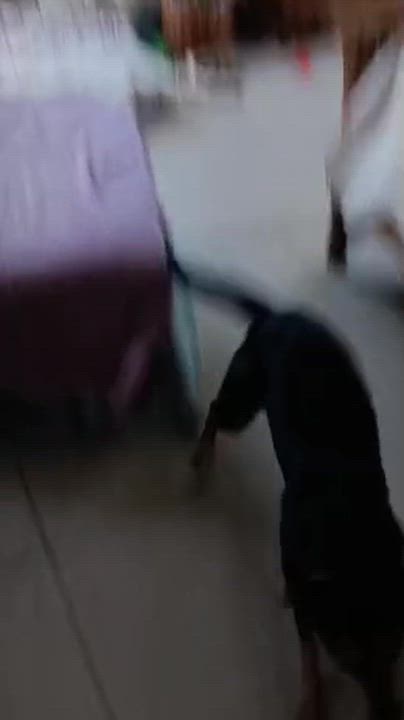 Enlarge Harley, an adopted mixed breed in Cortez, CO video 3/3