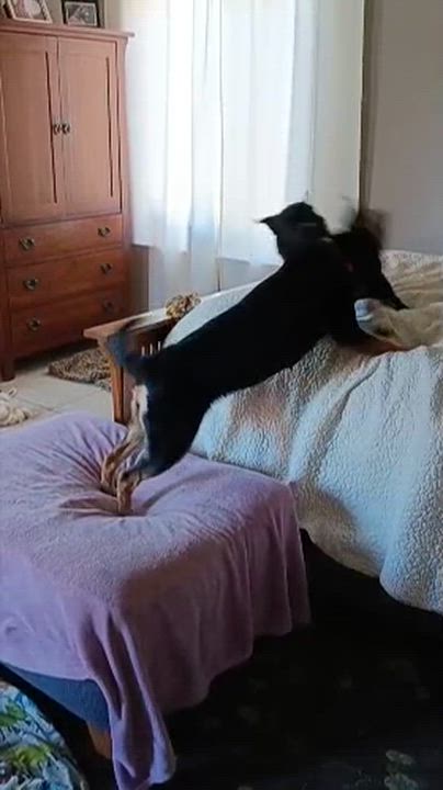 Enlarge Harley, an adopted mixed breed in Cortez, CO video 2/3