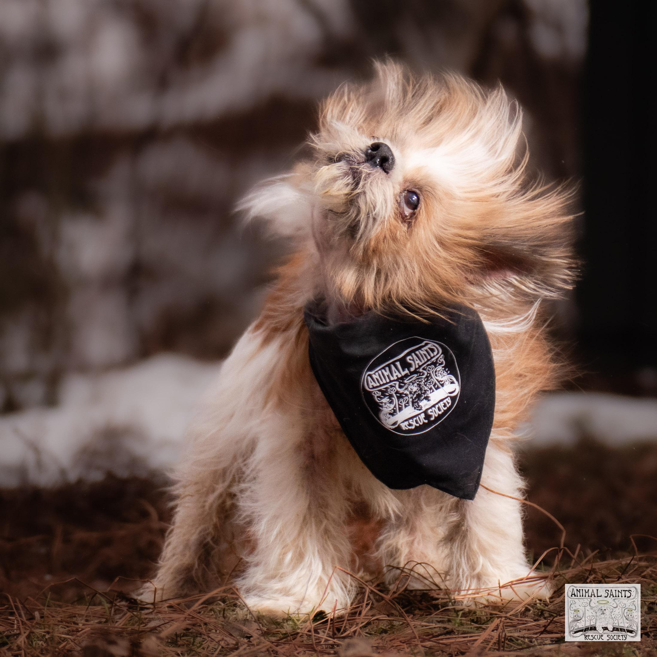Enlarge Toby, a Adoptable mixed breed in Fort Montgomery, NY image 4/6
