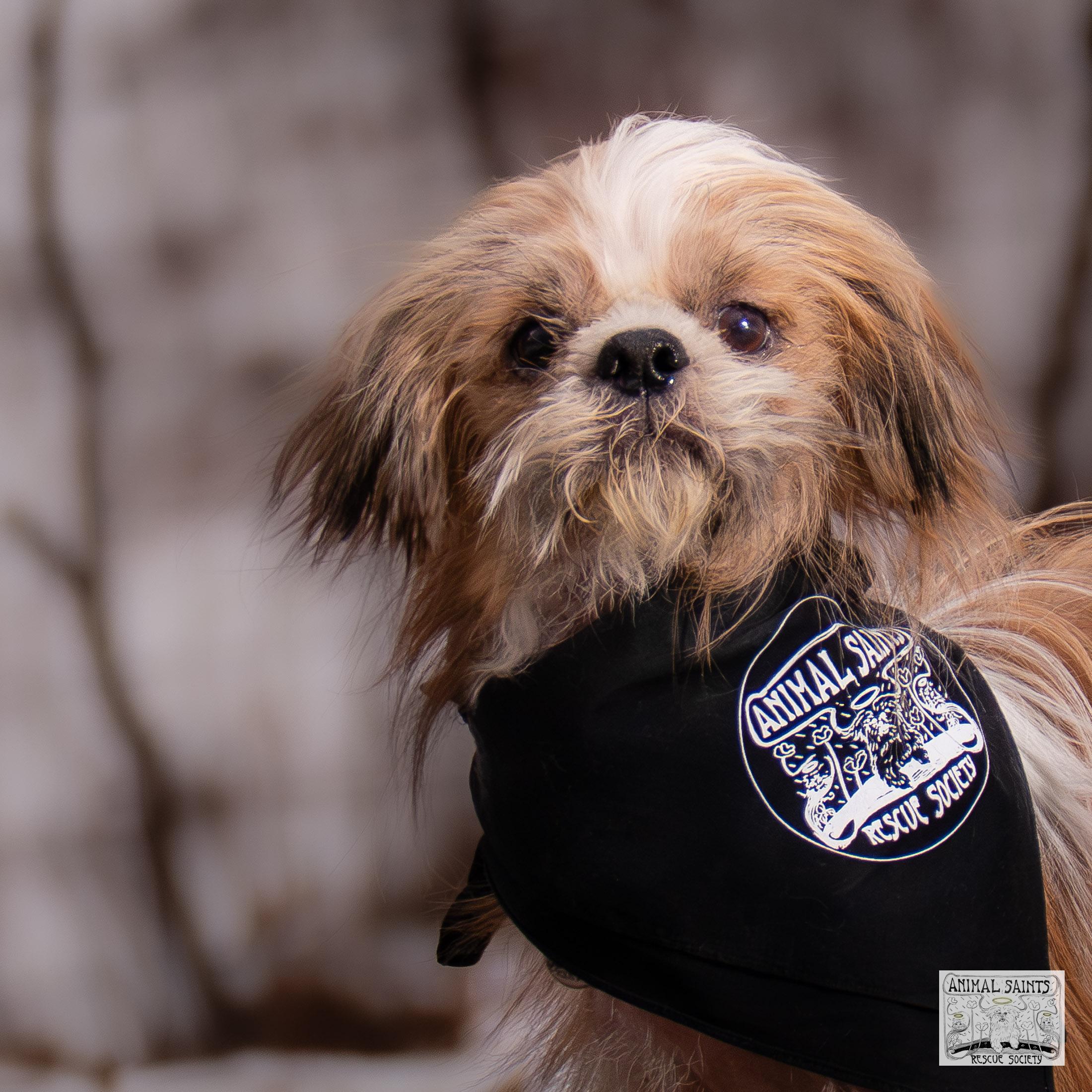 Enlarge Toby, a Adoptable mixed breed in Fort Montgomery, NY image 1/6