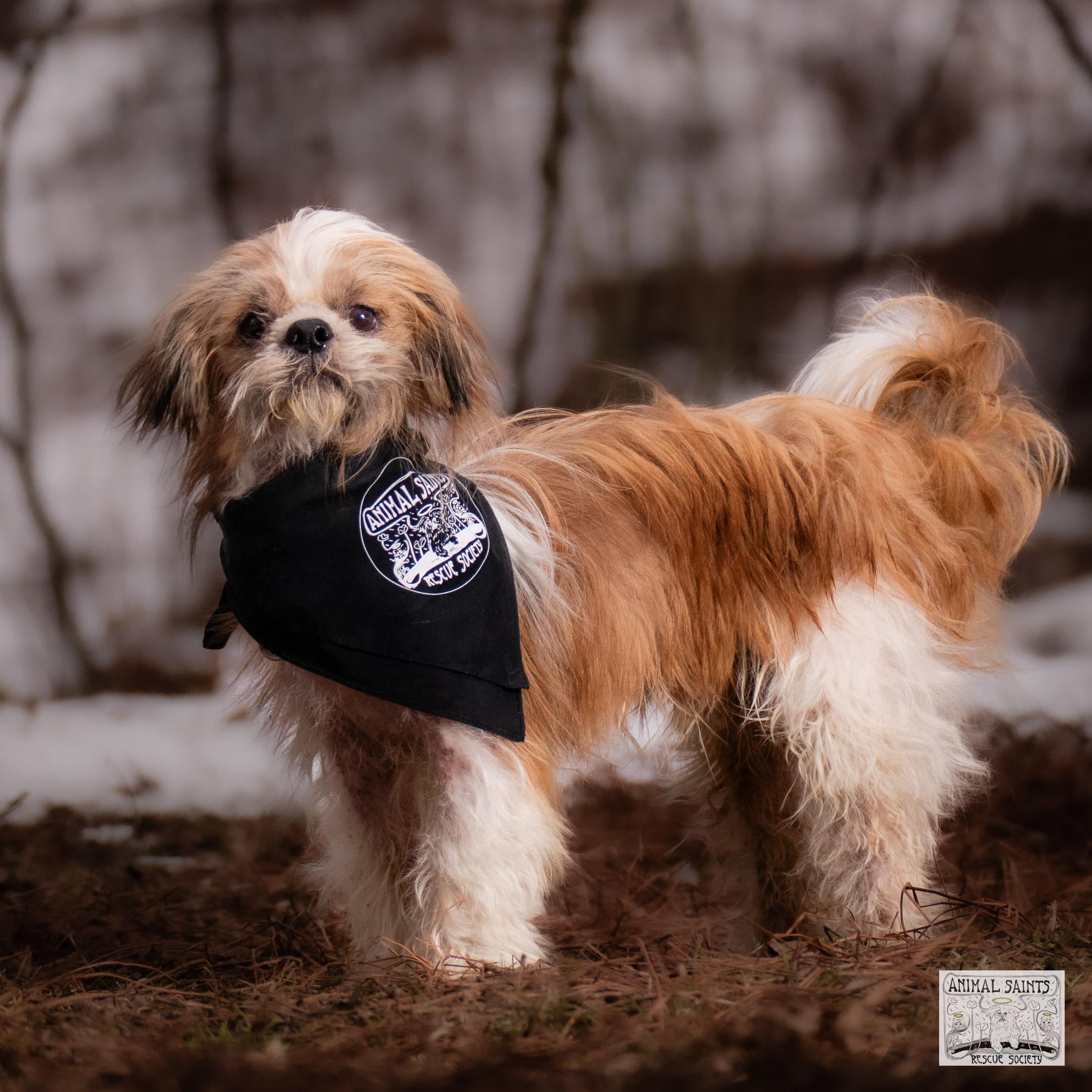 Enlarge Toby, a Adoptable mixed breed in Fort Montgomery, NY image 2/6