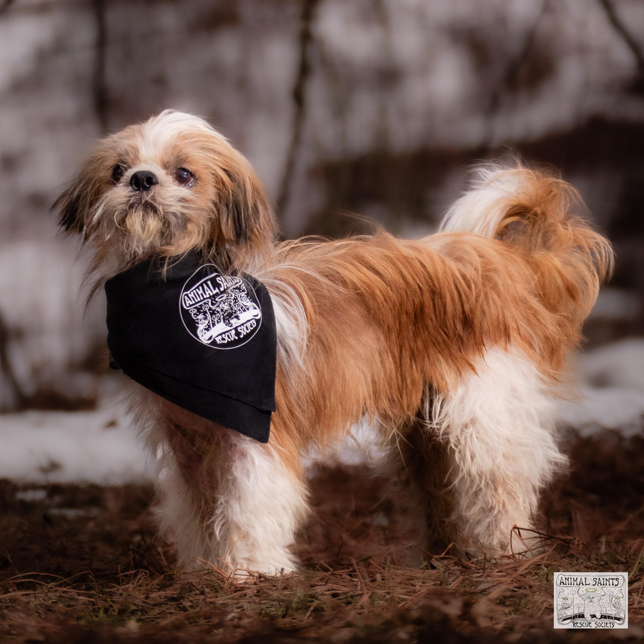 Enlarge Toby, a Adoptable mixed breed in Fort Montgomery, NY image 5/6